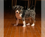 Puppy 6 Australian Cattle Dog-Great Pyrenees Mix