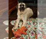 Small #7 Anatolian Shepherd-Great Pyrenees Mix