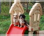 Small #1 Dachshund