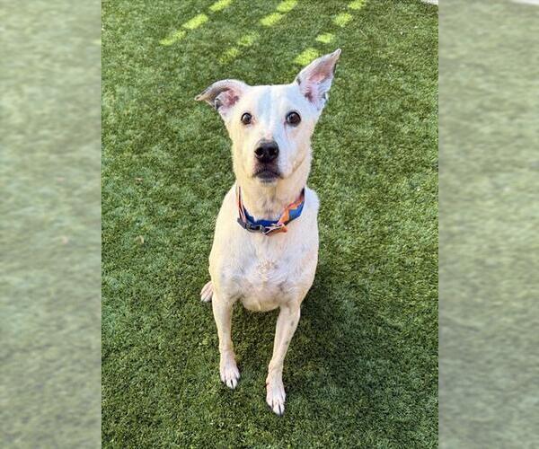 Medium Photo #1 Labrador Retriever-Unknown Mix Puppy For Sale in Moreno Valley, CA, USA