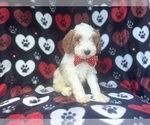 Small #2 Cavapoo