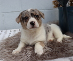 Small Photo #2 Anatolian Shepherd-Cardigan Welsh Corgi Mix Puppy For Sale in HONEY BROOK, PA, USA
