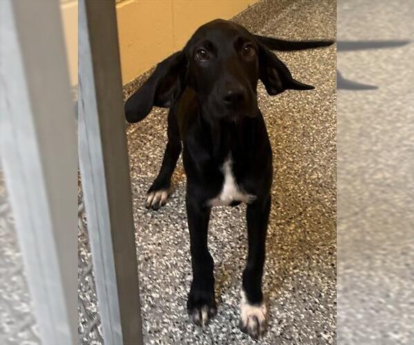 Medium Photo #1 Labrador Retriever-Unknown Mix Puppy For Sale in Brewster, MA, USA