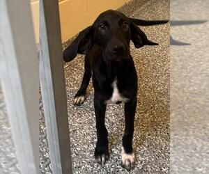 Labrador Retriever-Unknown Mix Dogs for adoption in Brewster, MA, USA
