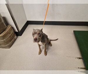 Mutt Dogs for adoption in Corona, CA, USA