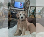 Small #1 Poochon