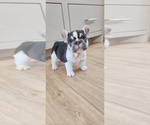 Small French Bulldog