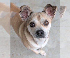 Chug Dogs for adoption in Oakhurst, NJ, USA