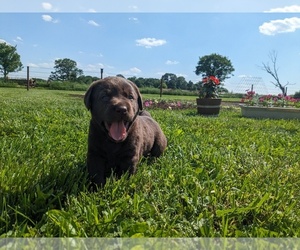 Labrador Retriever Puppy for Sale in GOSHEN, Indiana USA