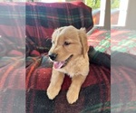 Image preview for Ad Listing. Nickname: Goldie