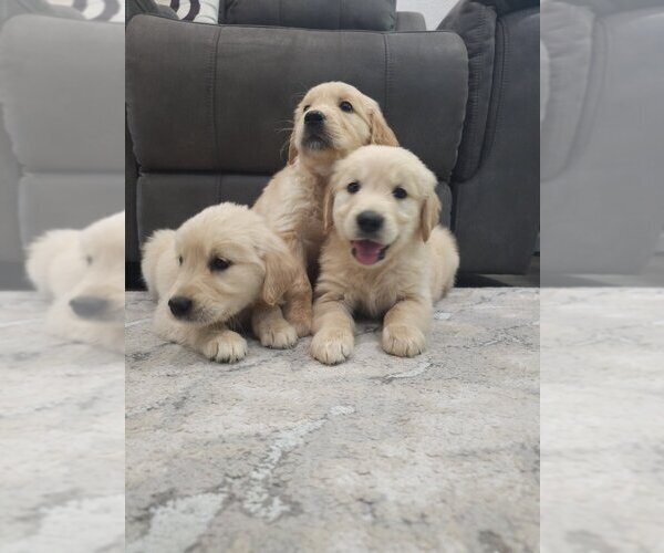 Medium Photo #5 Golden Retriever Puppy For Sale in SACRAMENTO, CA, USA