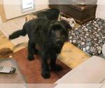 Small #2 Mutt