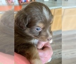 Small Photo #5 Miniature Australian Shepherd Puppy For Sale in BETHANY, IL, USA