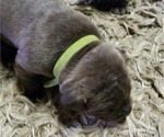 Small Photo #7 Cane Corso Puppy For Sale in WEST MONROE, LA, USA