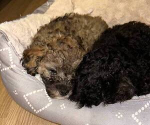 Maltese-Poodle (Standard) Mix Puppy for sale in IRVINE, CA, USA