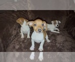 Small #9 Jack Russell Terrier
