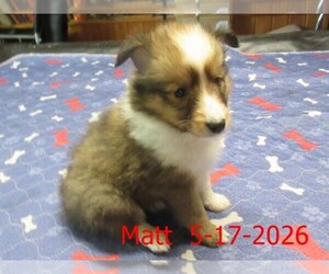 Shetland Sheepdog Puppy for sale in SOLON, ME, USA
