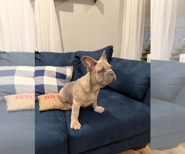 Medium Photo #2 French Bulldog Puppy For Sale in RIVERSIDE, NJ, USA