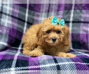 Cavapoo Puppy for sale in LAKELAND, FL, USA