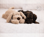 Small Photo #6 Bernedoodle Puppy For Sale in LEAVENWORTH, IN, USA