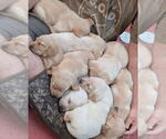 Small #10 Labrador Retriever
