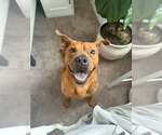 King - Male Chow Chow-Unknown Mix Dog for Adoption - Small photo