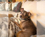 Small #5 Chihuahua