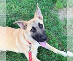 Small #2 Anatolian Shepherd Mix