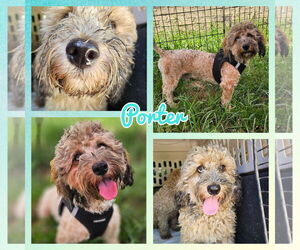 Cockapoo Dogs for adoption in Blacksburg, SC, USA
