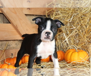Boston Terrier Puppy for sale in SHILOH, OH, USA