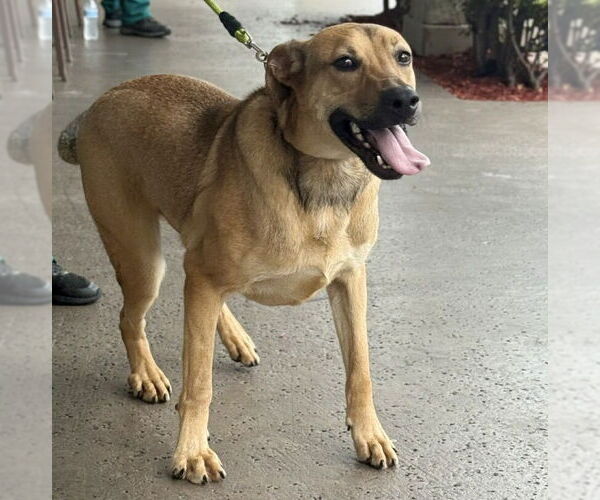 Medium Photo #2 Mutt Puppy For Sale in Royal Palm Beach, FL, USA