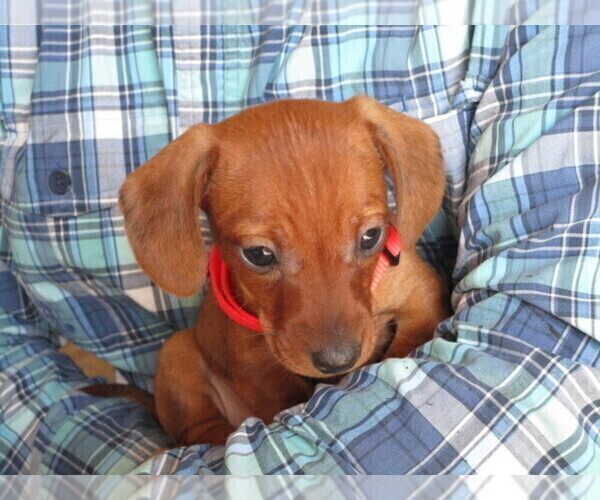 Medium Photo #4 Dachshund Puppy For Sale in OWEN, WI, USA