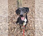 Small Labrador Retriever Mix