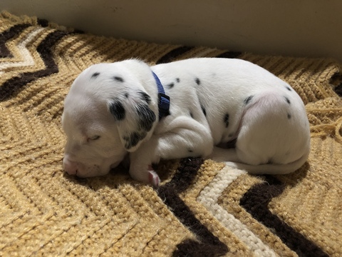 Medium Photo #4 Dalmatian Puppy For Sale in LINCOLN, NE, USA