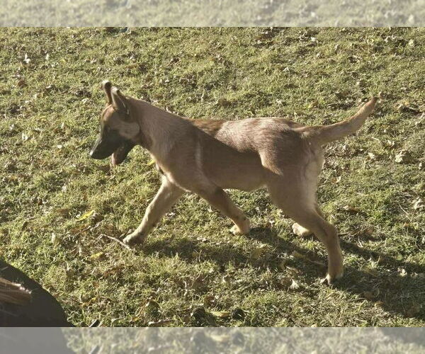 Medium Photo #2 German Shepherd Dog-Unknown Mix Puppy For Sale in Imlay City, MI, USA