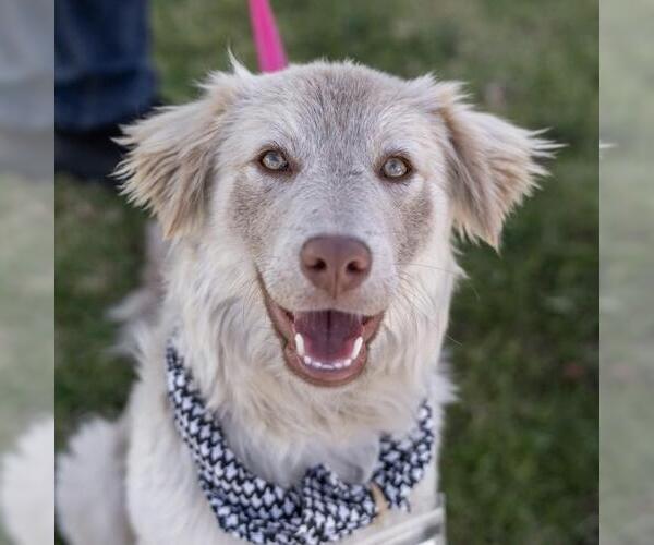 Medium Photo #12 Golden Retriever-Unknown Mix Puppy For Sale in San Diego, CA, USA