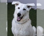 Small #2 German Shepherd Dog-Great Pyrenees Mix