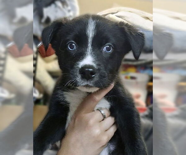 Medium Photo #5 Siberian Husky-Unknown Mix Puppy For Sale in Matawan, NJ, USA