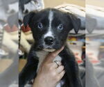 Small #4 Siberian Husky Mix