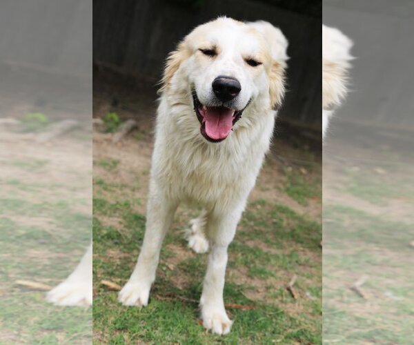 Medium Photo #8 Great Pyrenees Puppy For Sale in Dallas, TX, USA