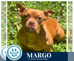 Small #12 Bulldog Mix