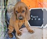 Small #2 Redbone Coonhound