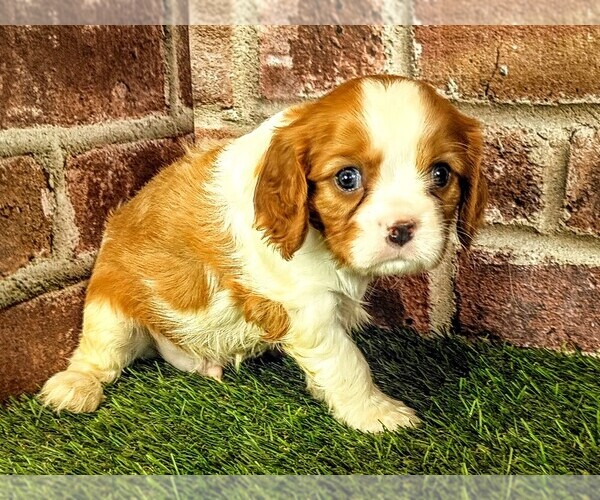 Medium Photo #5 Cavalier King Charles Spaniel Puppy For Sale in MOBERLY, MO, USA