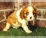 Small #4 Cavalier King Charles Spaniel