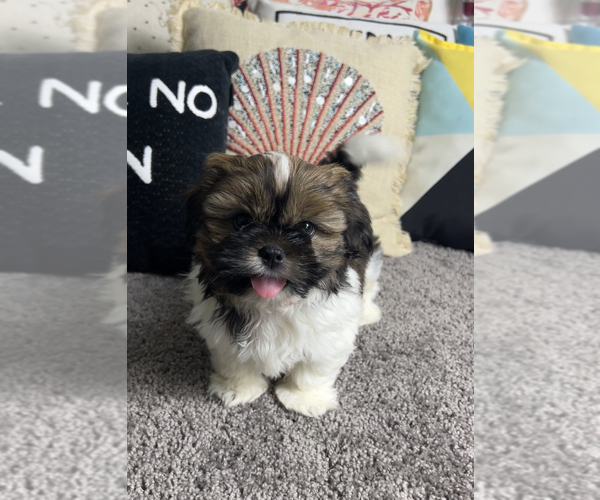 Medium Photo #2 Shih Tzu Puppy For Sale in PARAGON, IN, USA