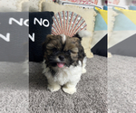 Small Photo #2 Shih Tzu Puppy For Sale in PARAGON, IN, USA