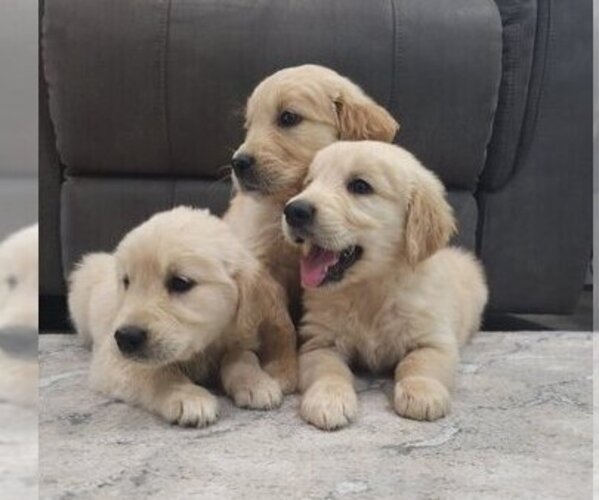 Medium Photo #1 English Cream Golden Retriever Puppy For Sale in SACRAMENTO, CA, USA