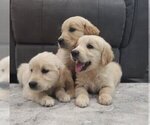 Image preview for Ad Listing. Nickname: Goldens