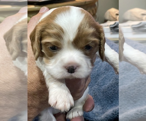 Medium Photo #3 Cavalier King Charles Spaniel Puppy For Sale in LAWSON, MO, USA