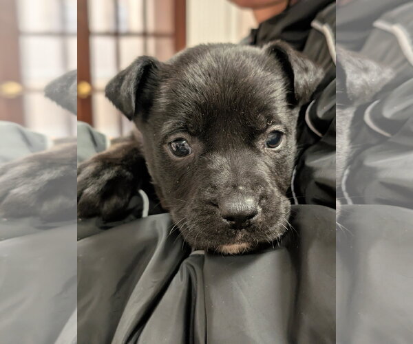 Medium Photo #19 German Shepherd Dog-Staffordshire Bull Terrier Mix Puppy For Sale in Holly Springs, NC, USA